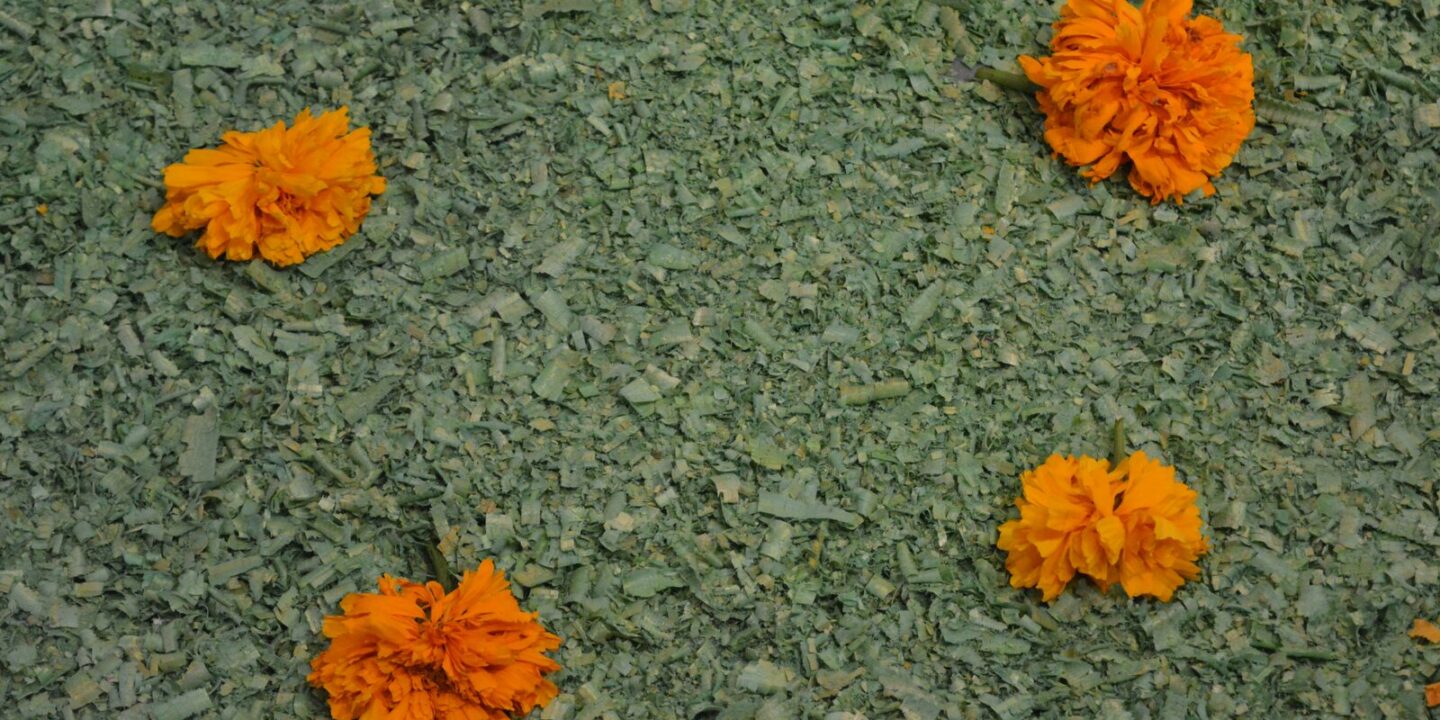 Día de Muertos en Nayarit 2026: dónde y cómo se vive